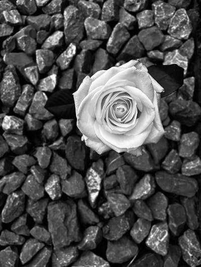 rose on gravel