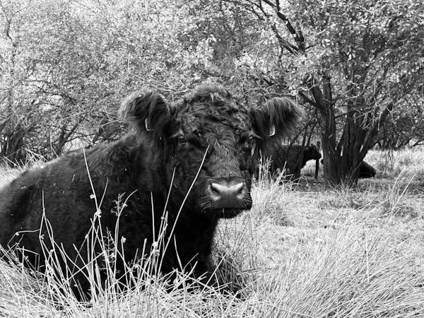close up from highland cow