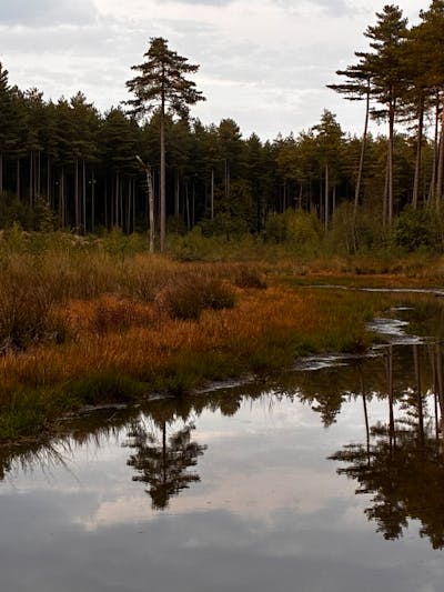 landscape with lake